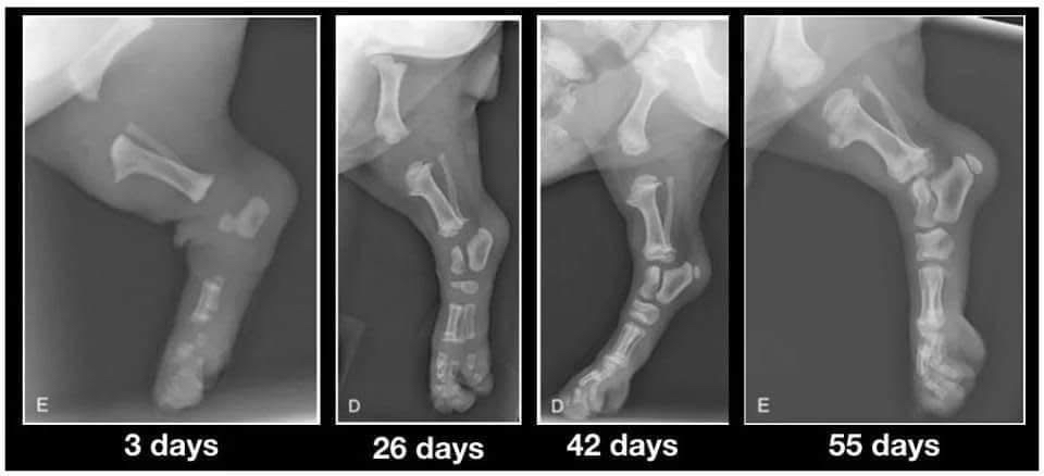 Développement des os - chiot