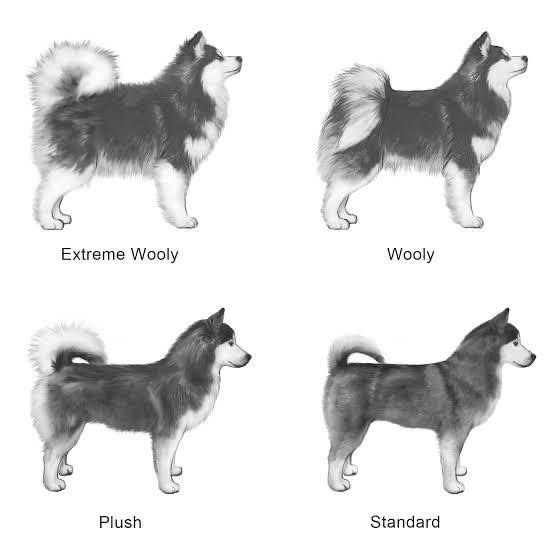 Pelage du Pomsky