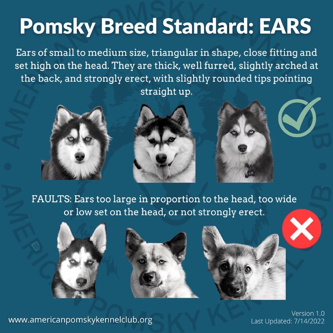 Oreilles du Pomsky