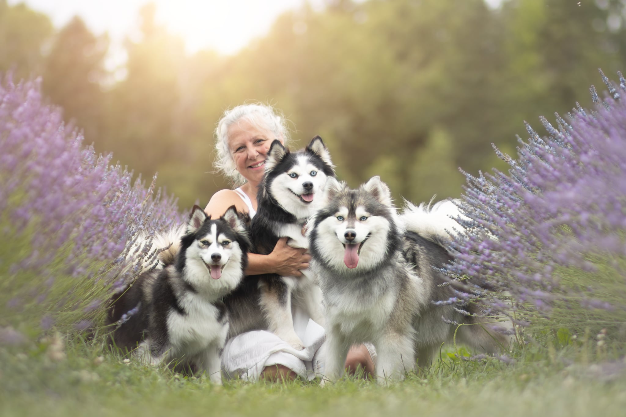 Photo Pomsky