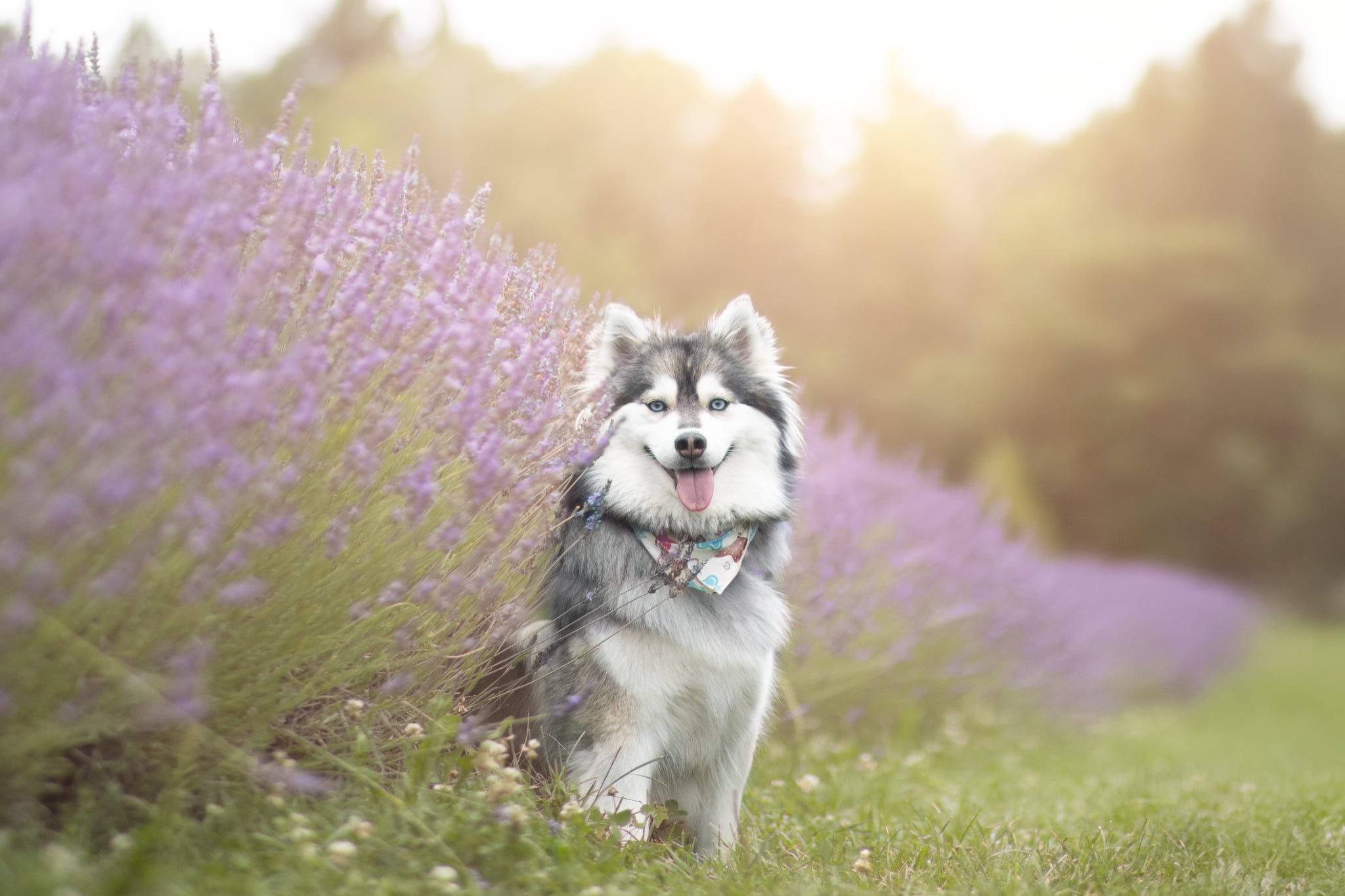 Photo Pomsky