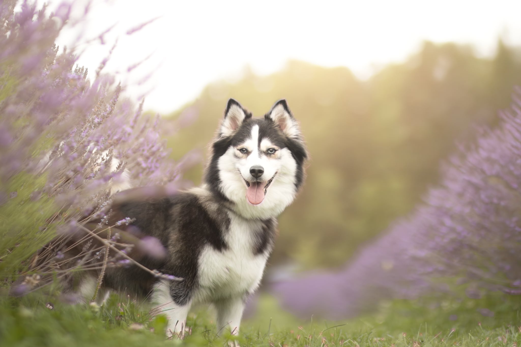 Photo Pomsky