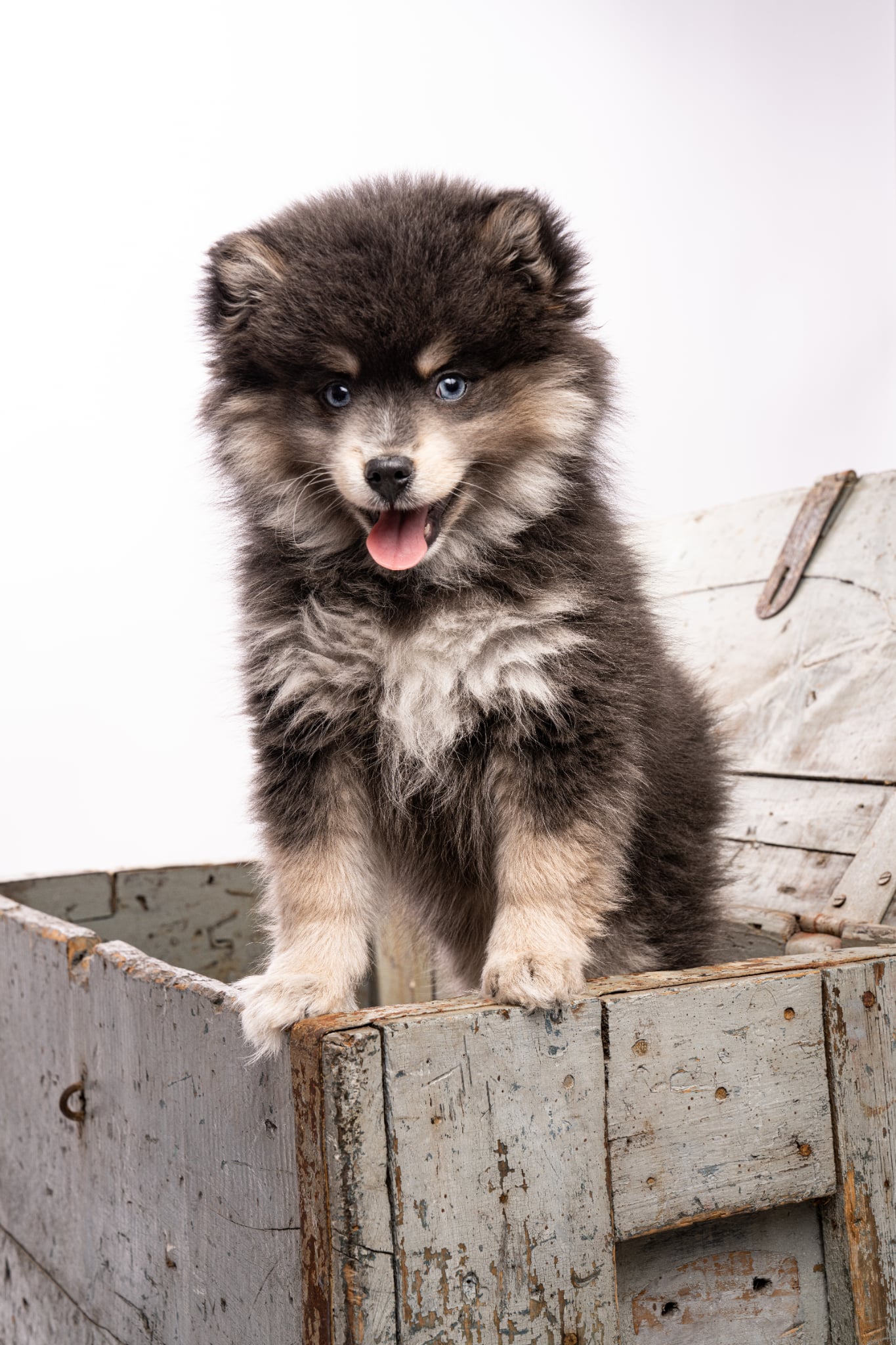 Photo Pomsky