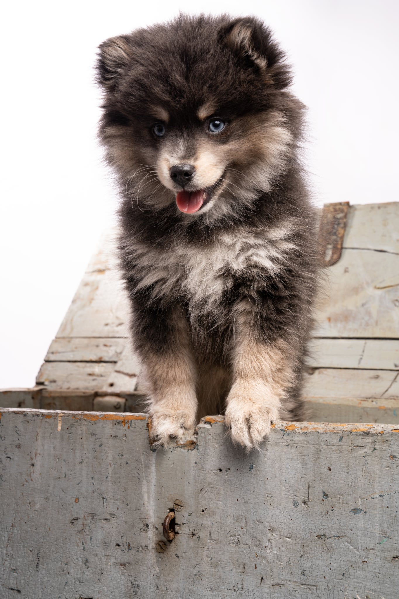 Photo Pomsky