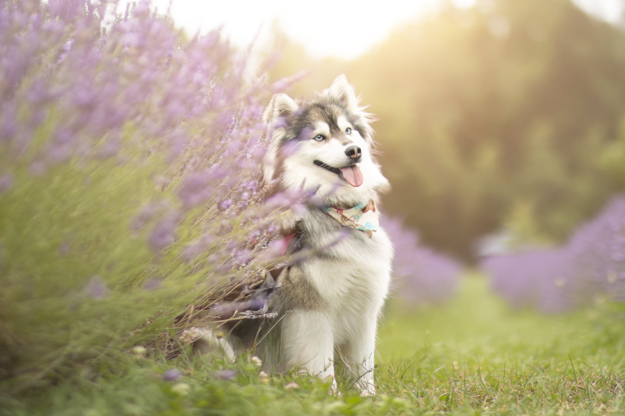 Photo Pomsky