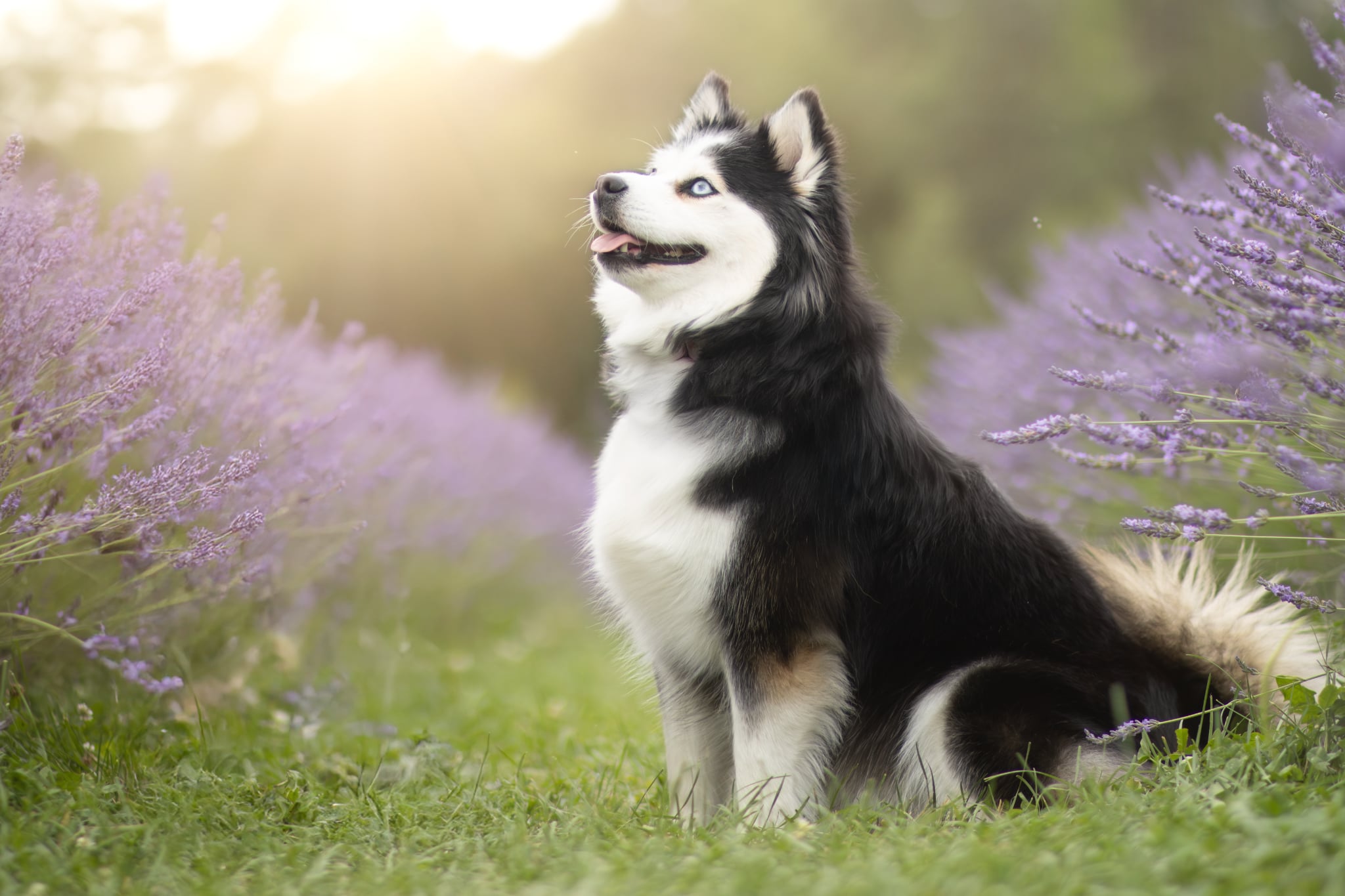 Photo Pomsky