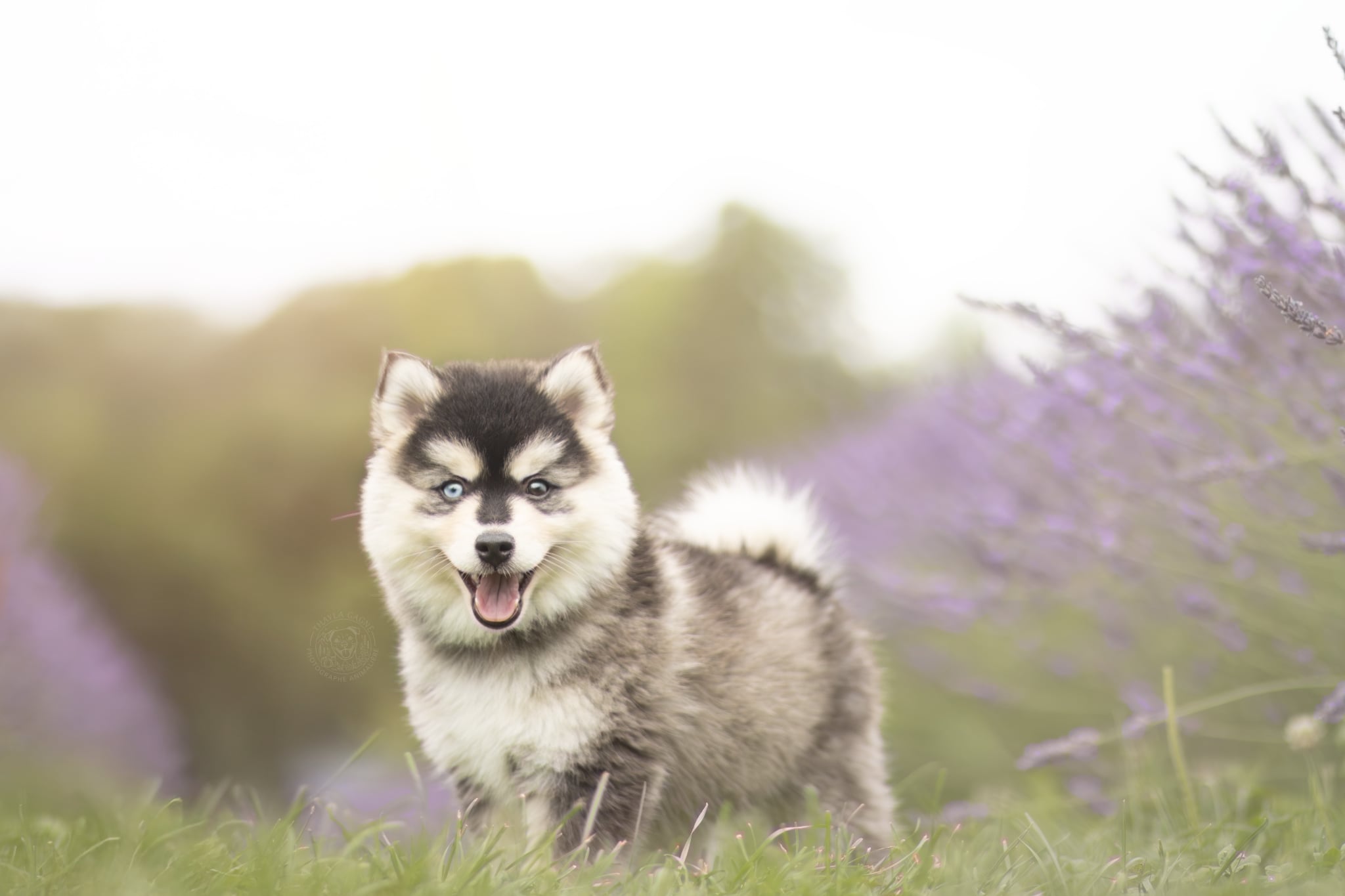 Photo Pomsky