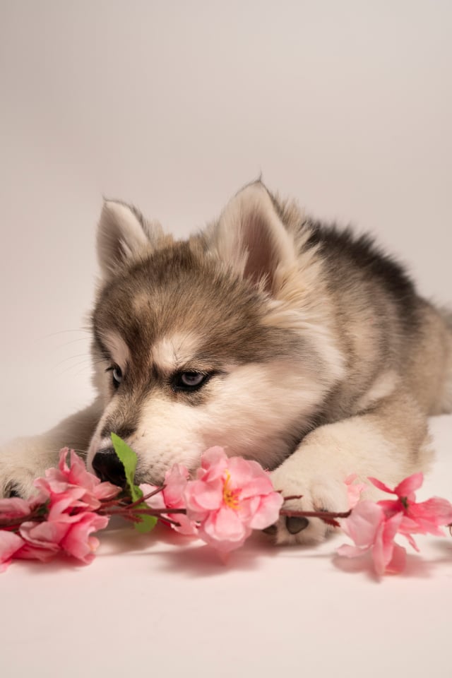 Photo Pomsky