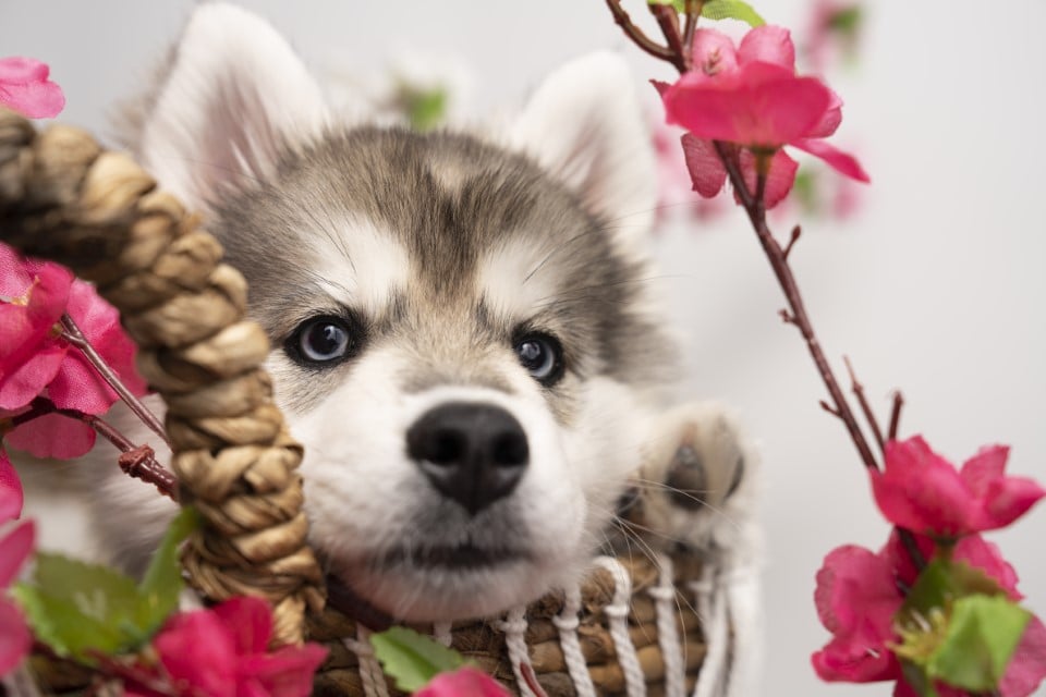 Photo Pomsky