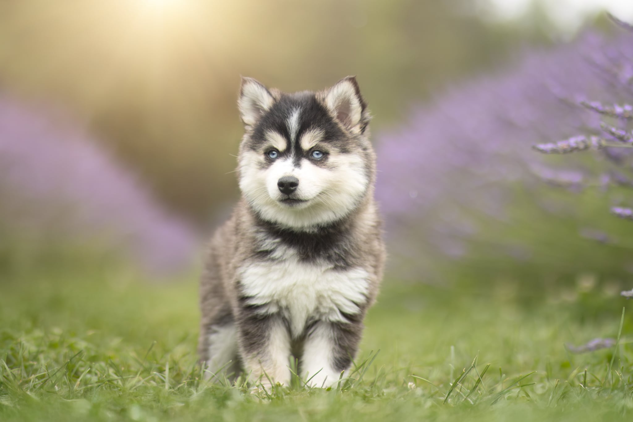 Photo Pomsky