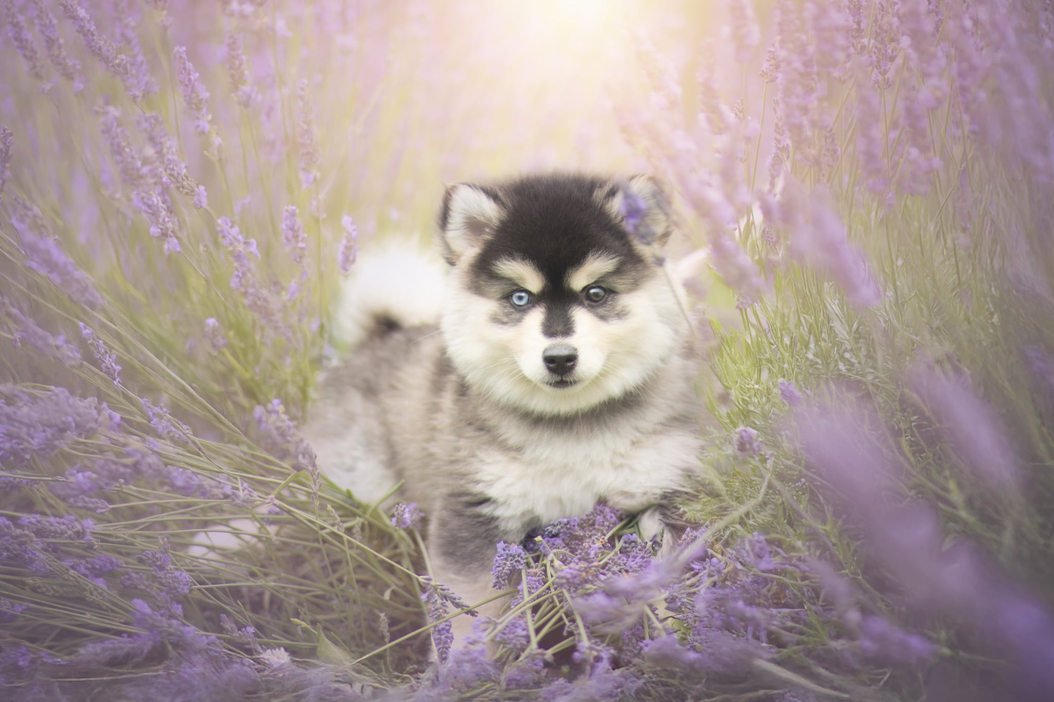 Photo Pomsky