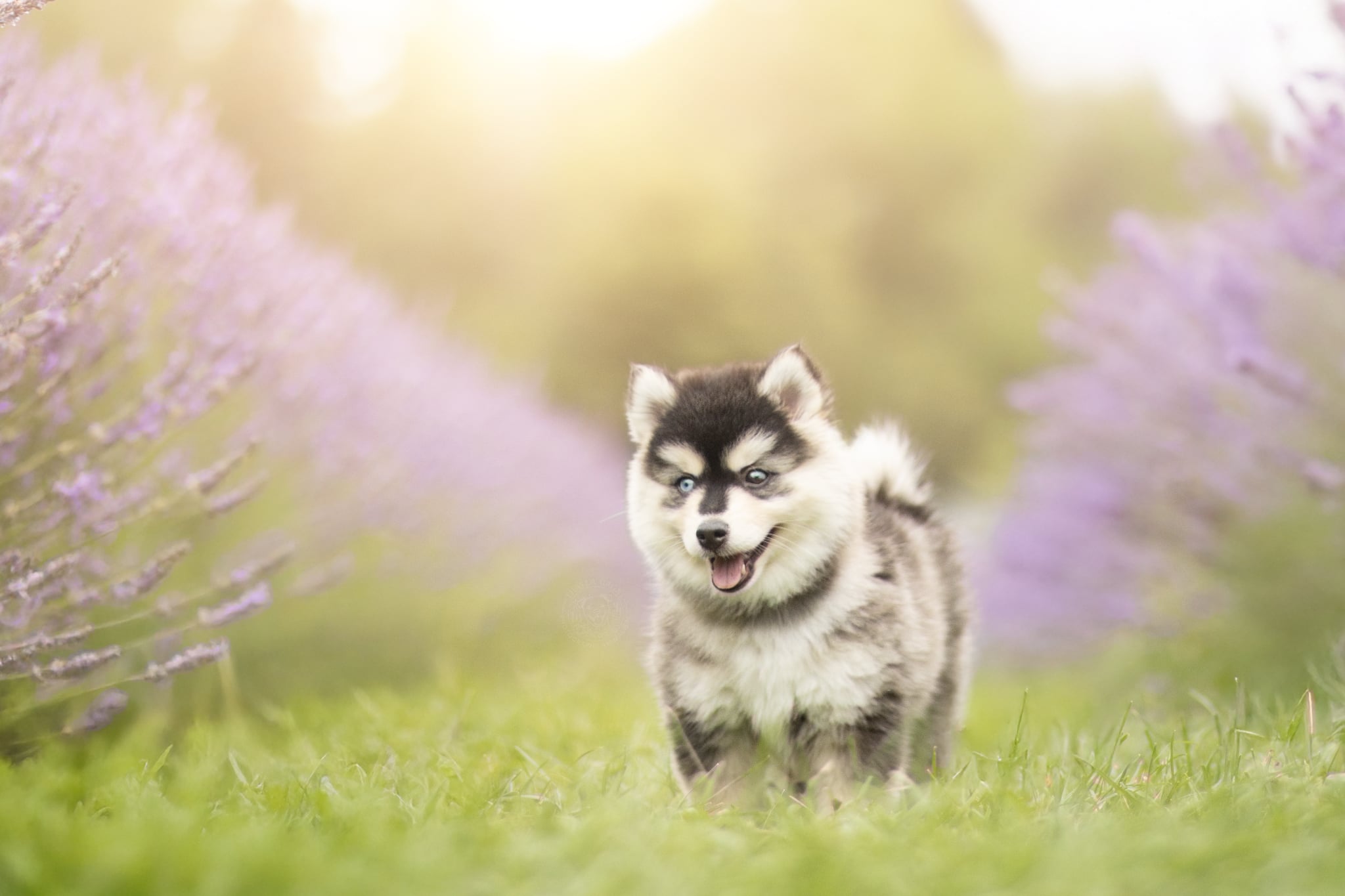 Photo Pomsky