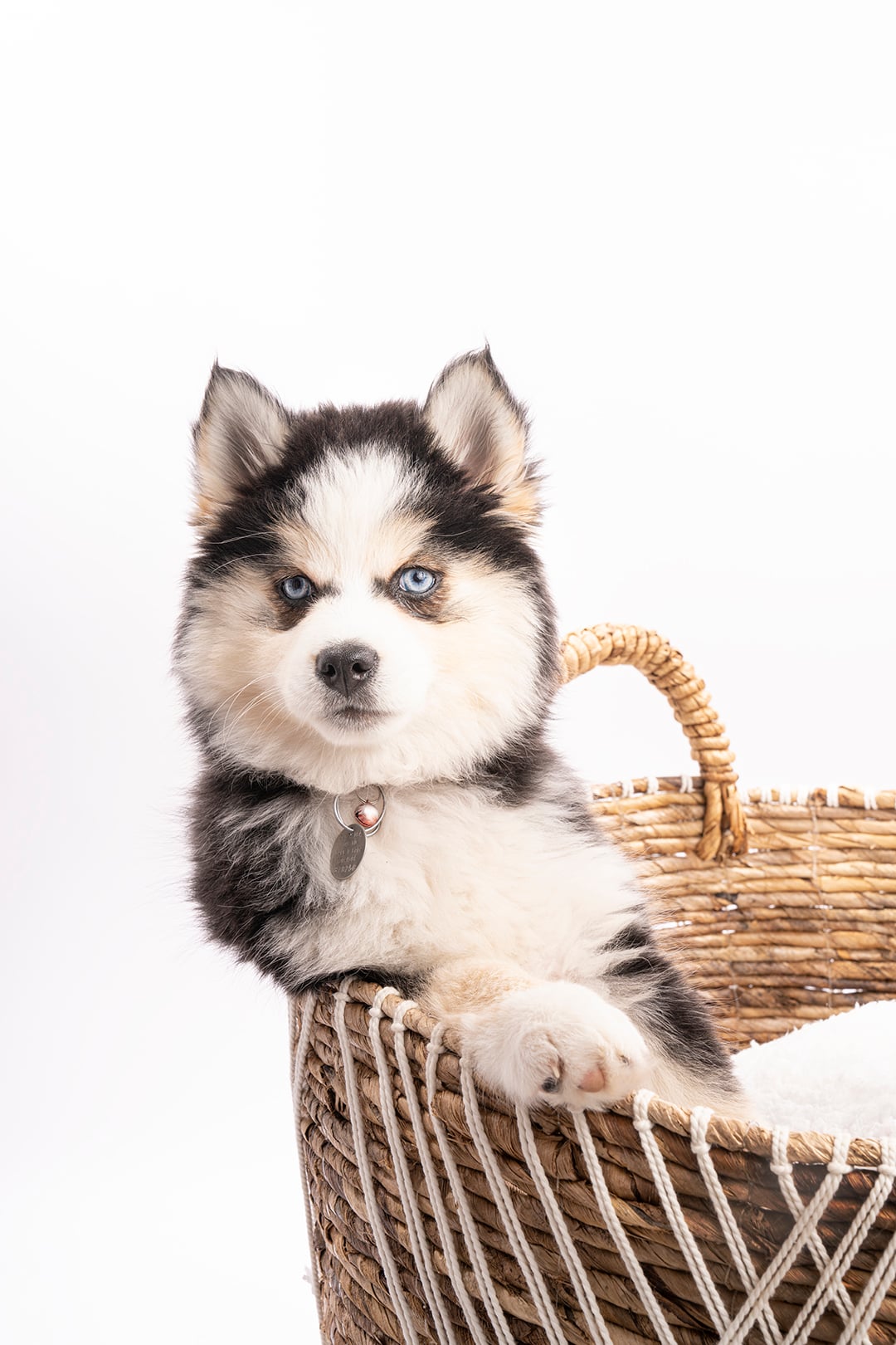 Photo Pomsky