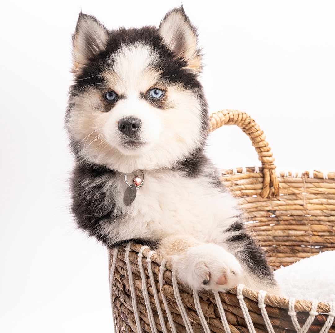 Photo Pomsky
