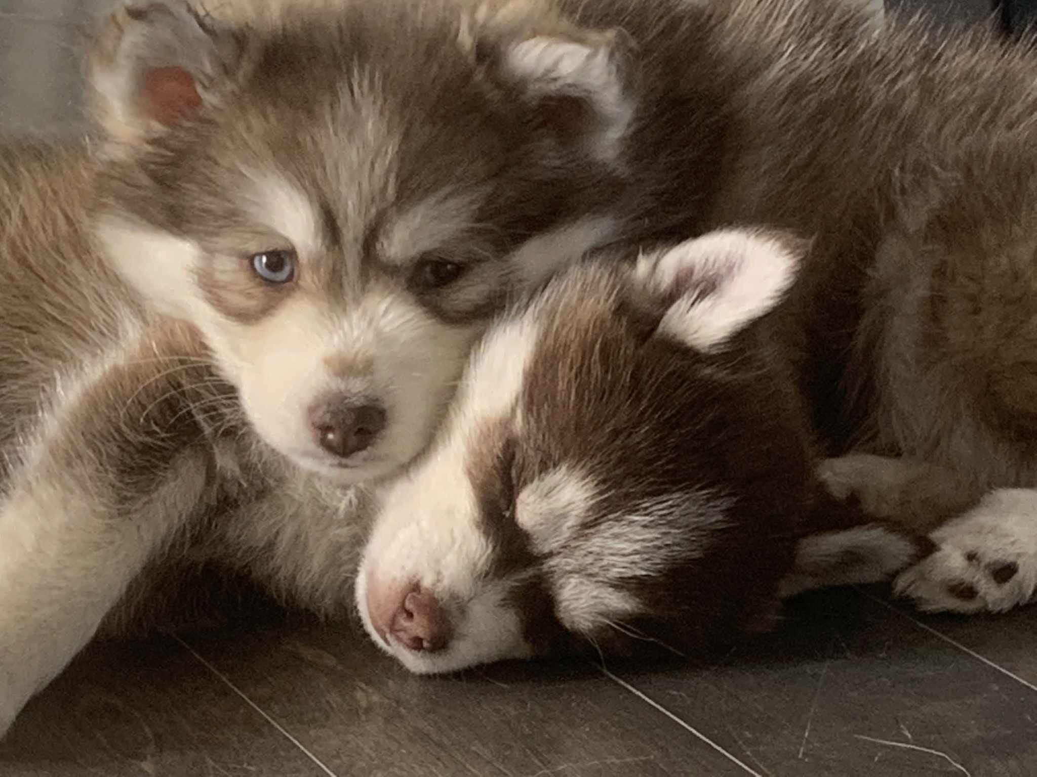 Chiots de notre élevage Pomsky