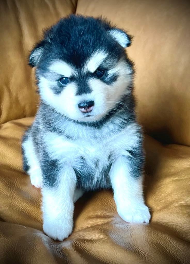 Photo Pomsky