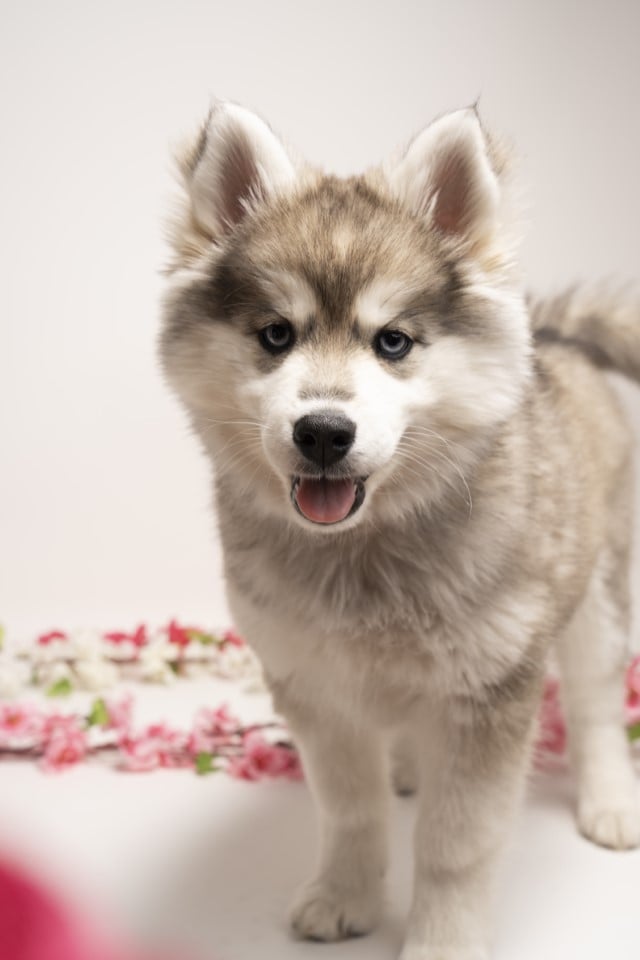 Photo Pomsky