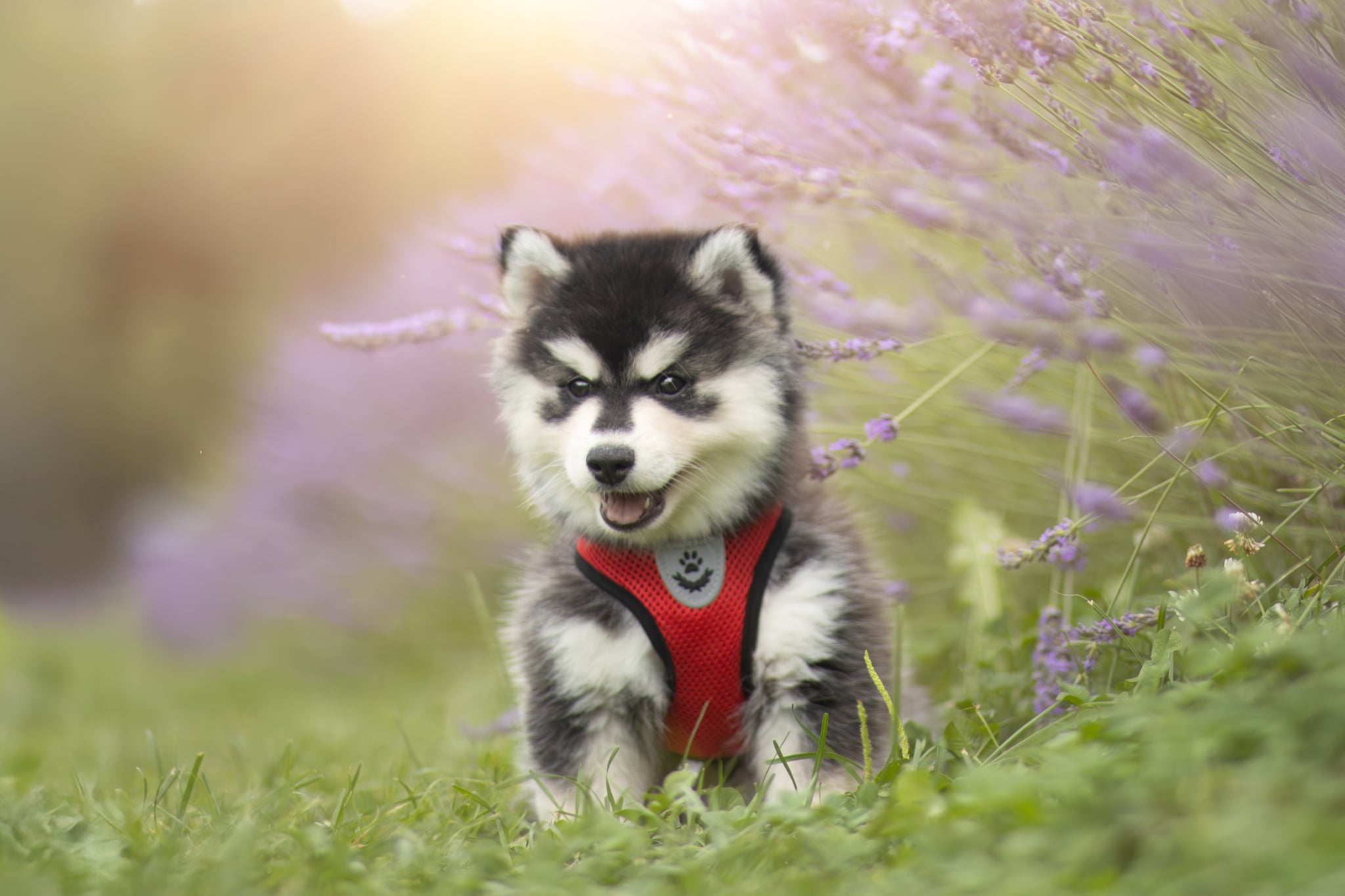Photo Pomsky