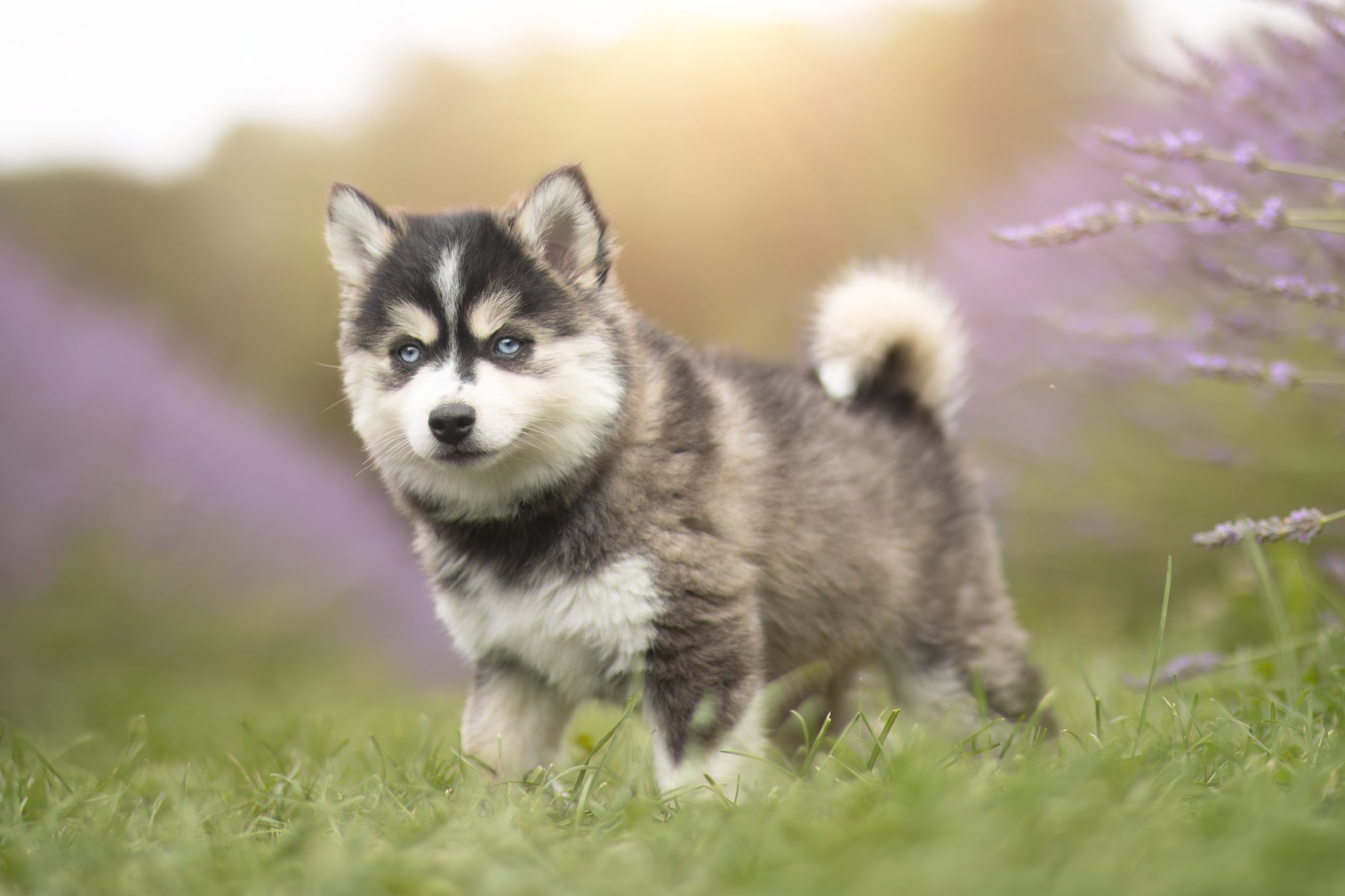 Photo Pomsky