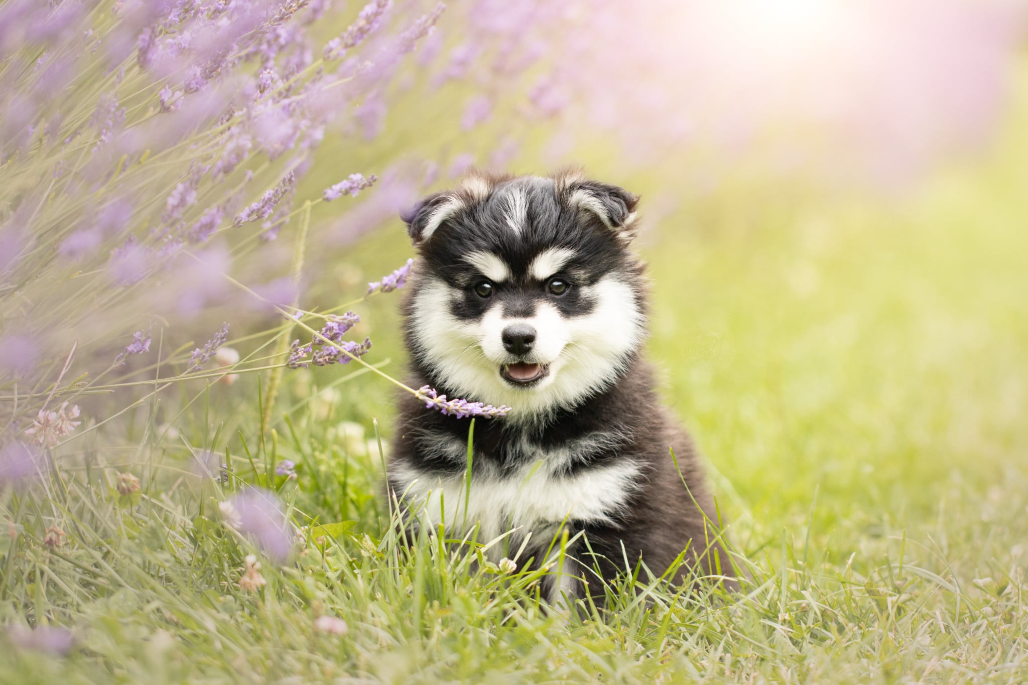 Photo Pomsky