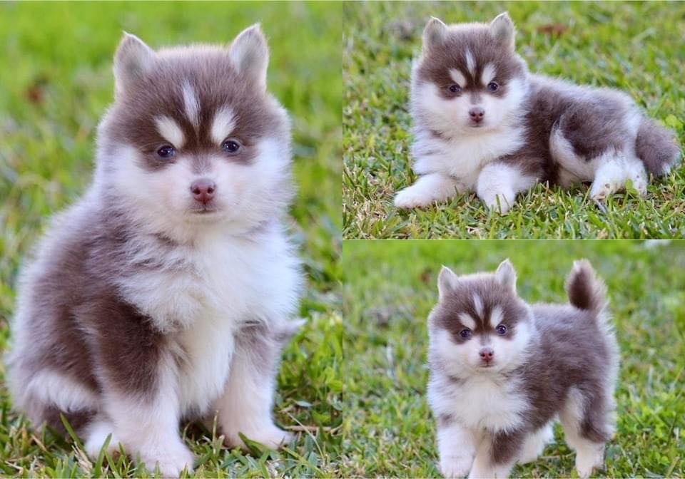 Photo Pomsky
