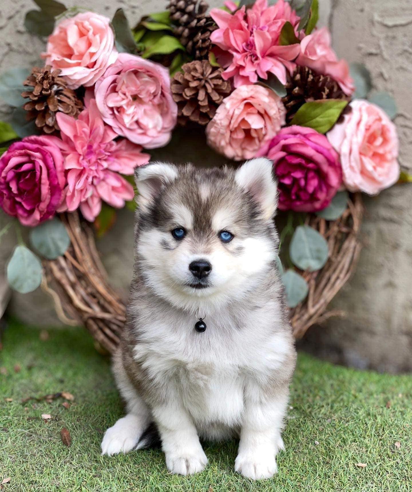 Photo Pomsky