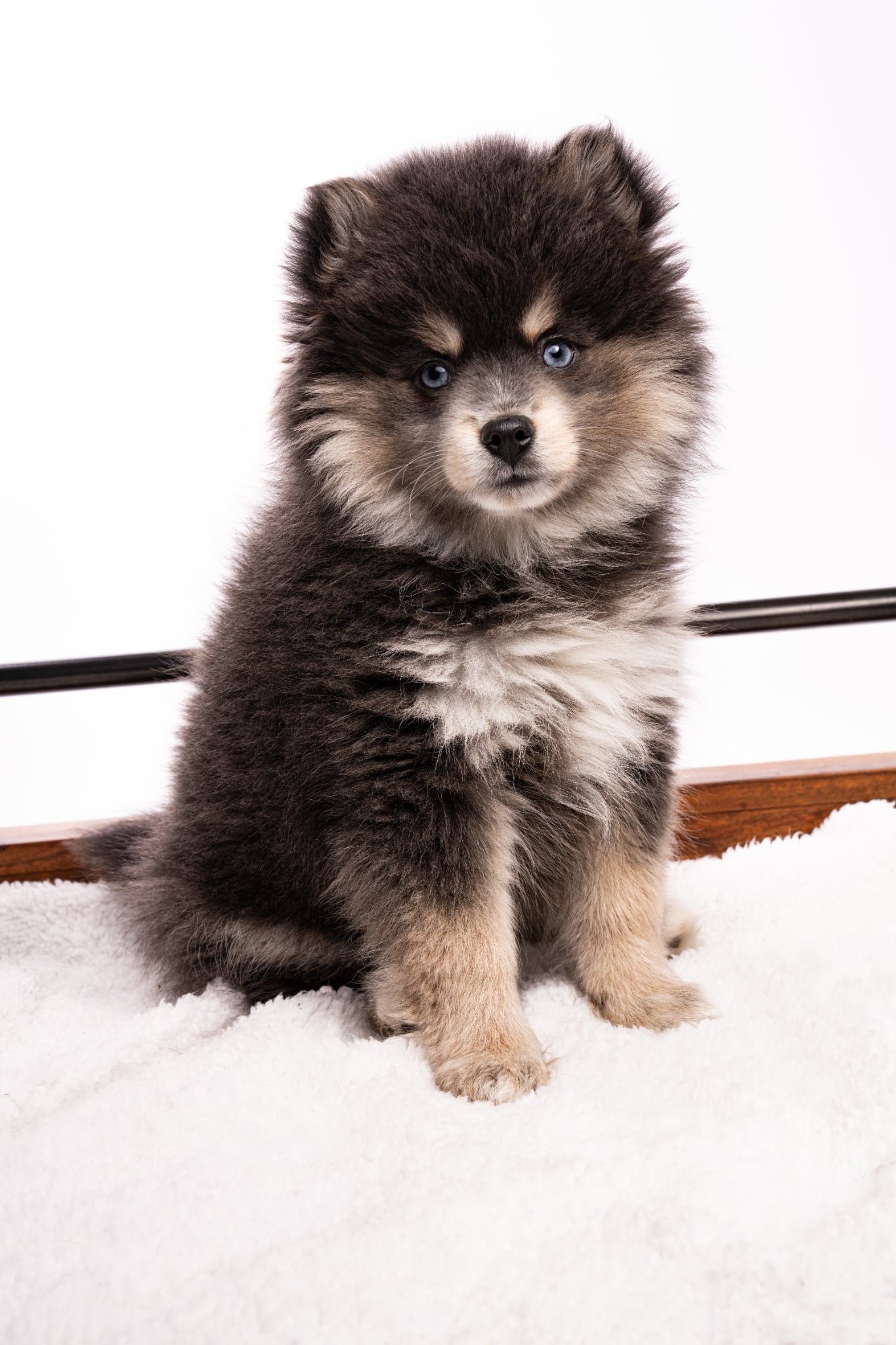 Photo Pomsky