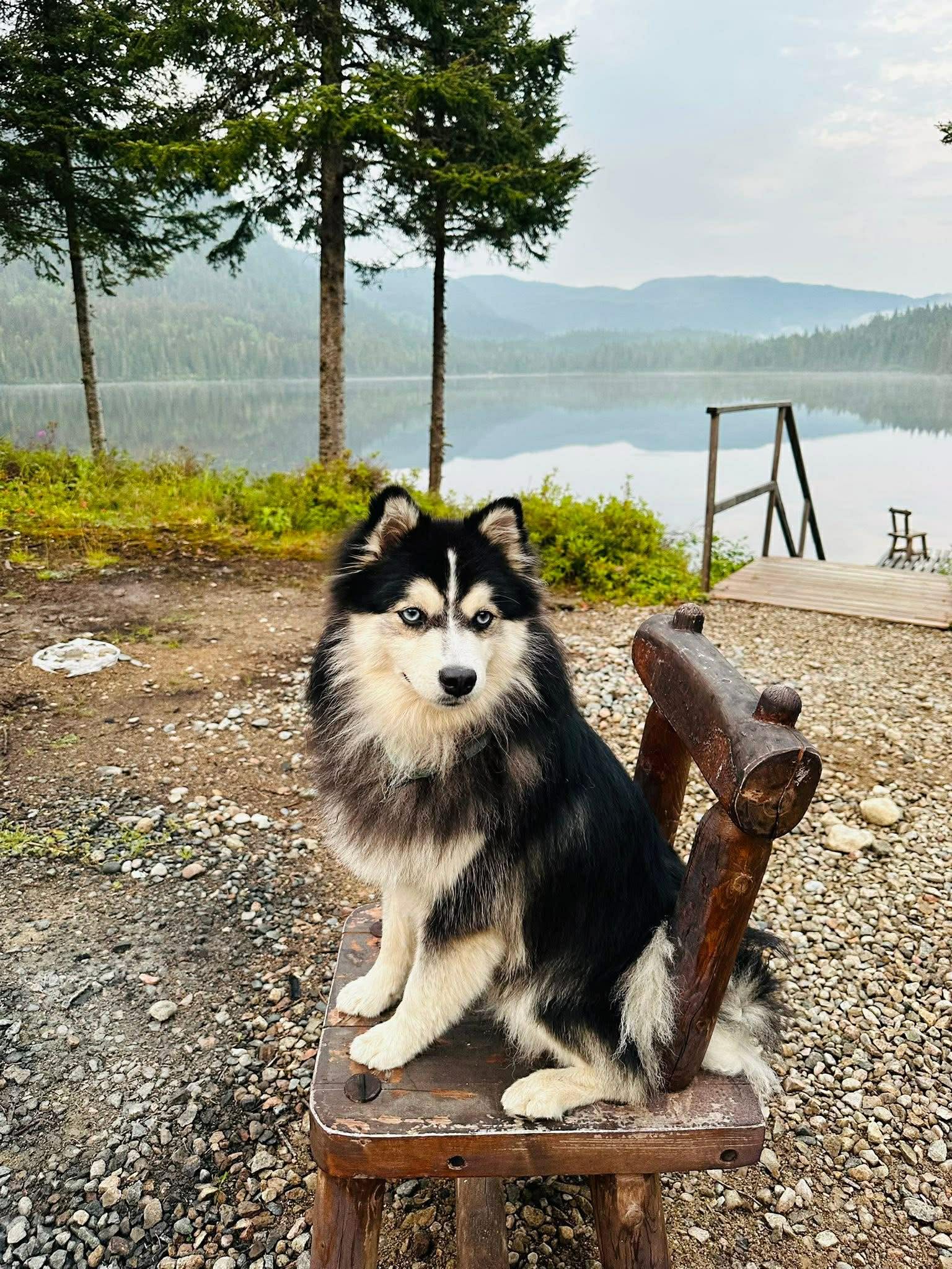 Photo Pomsky