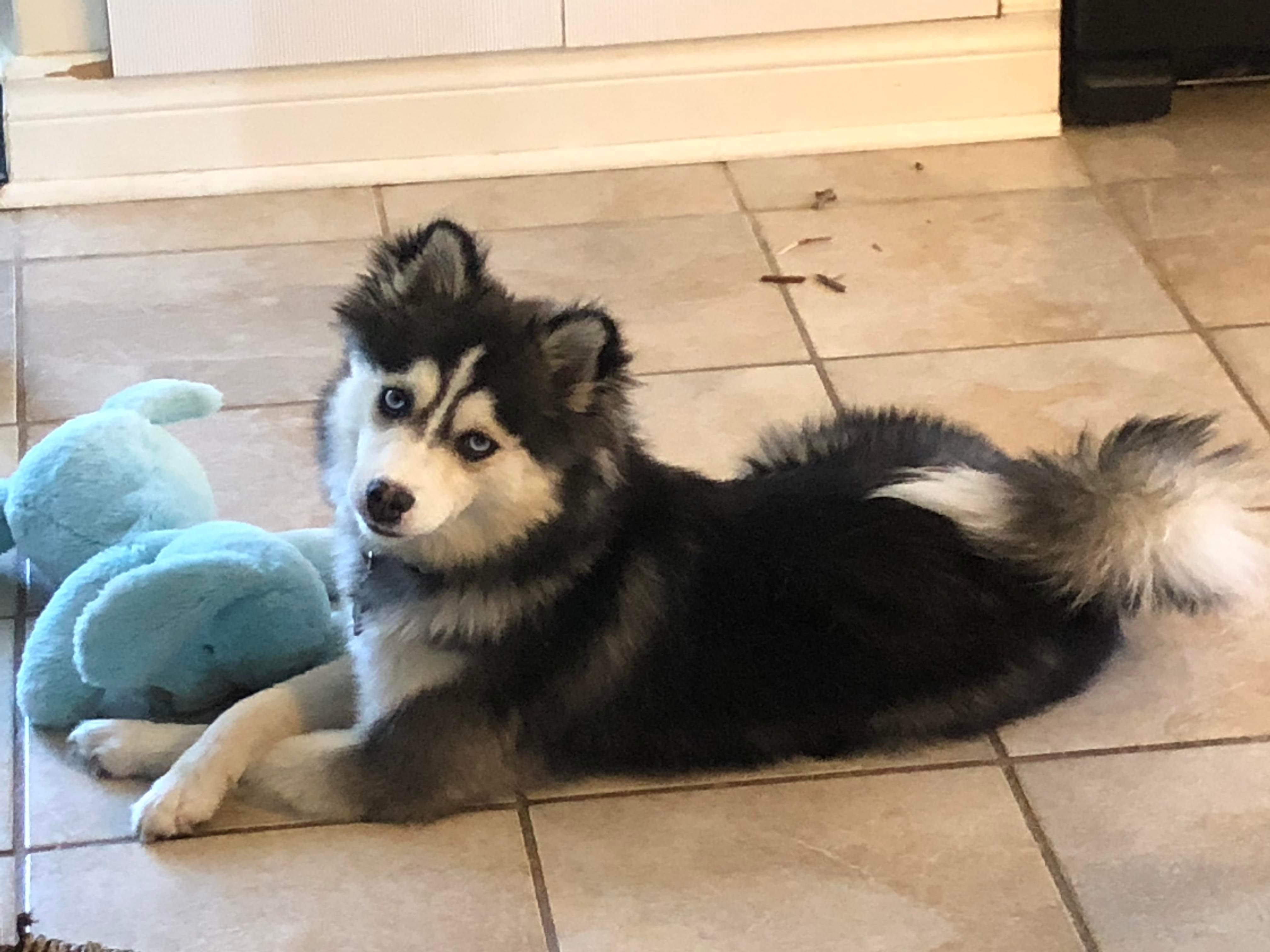 Photo de Akela (Pomme)