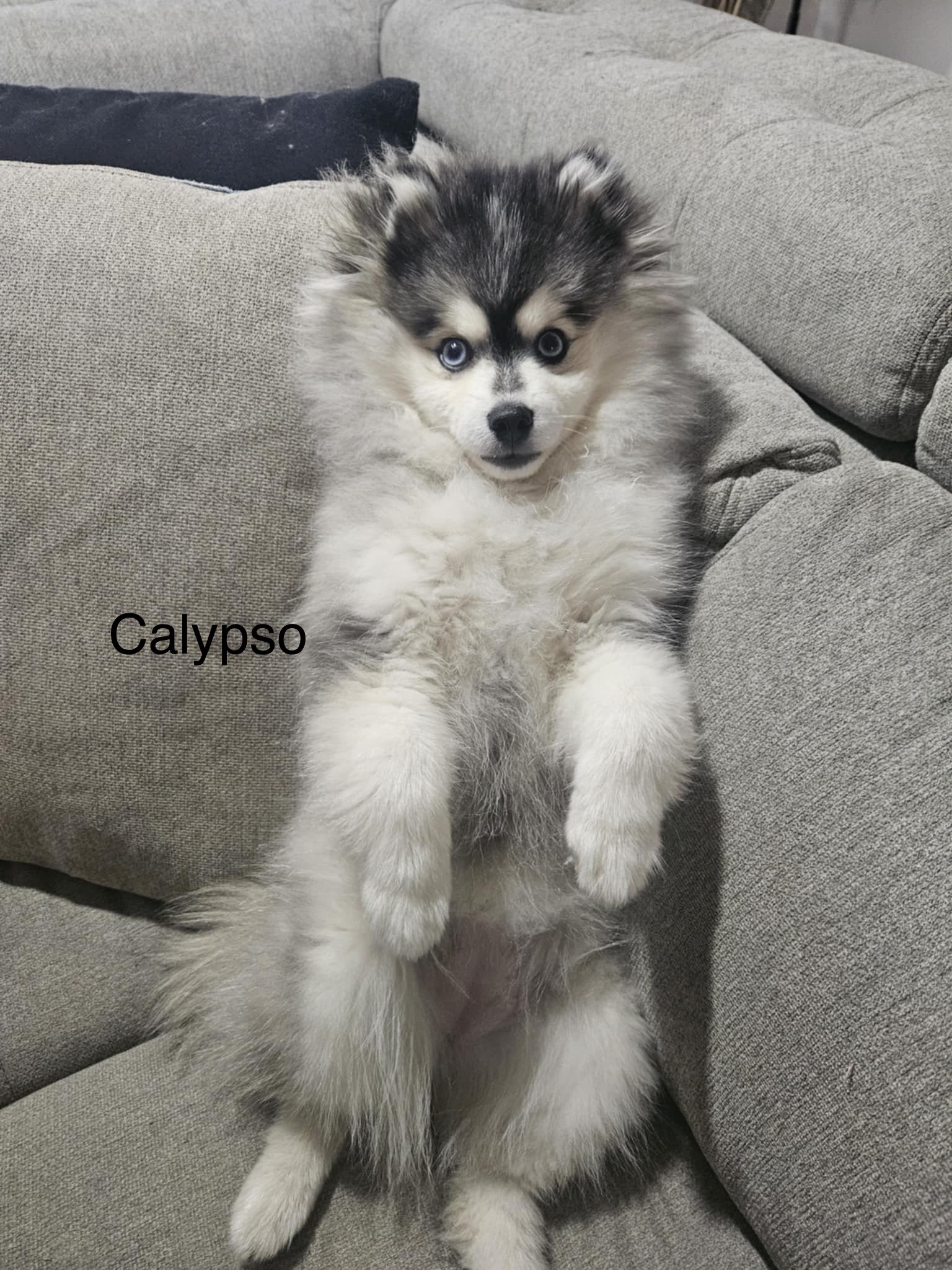 Photo de Calypso