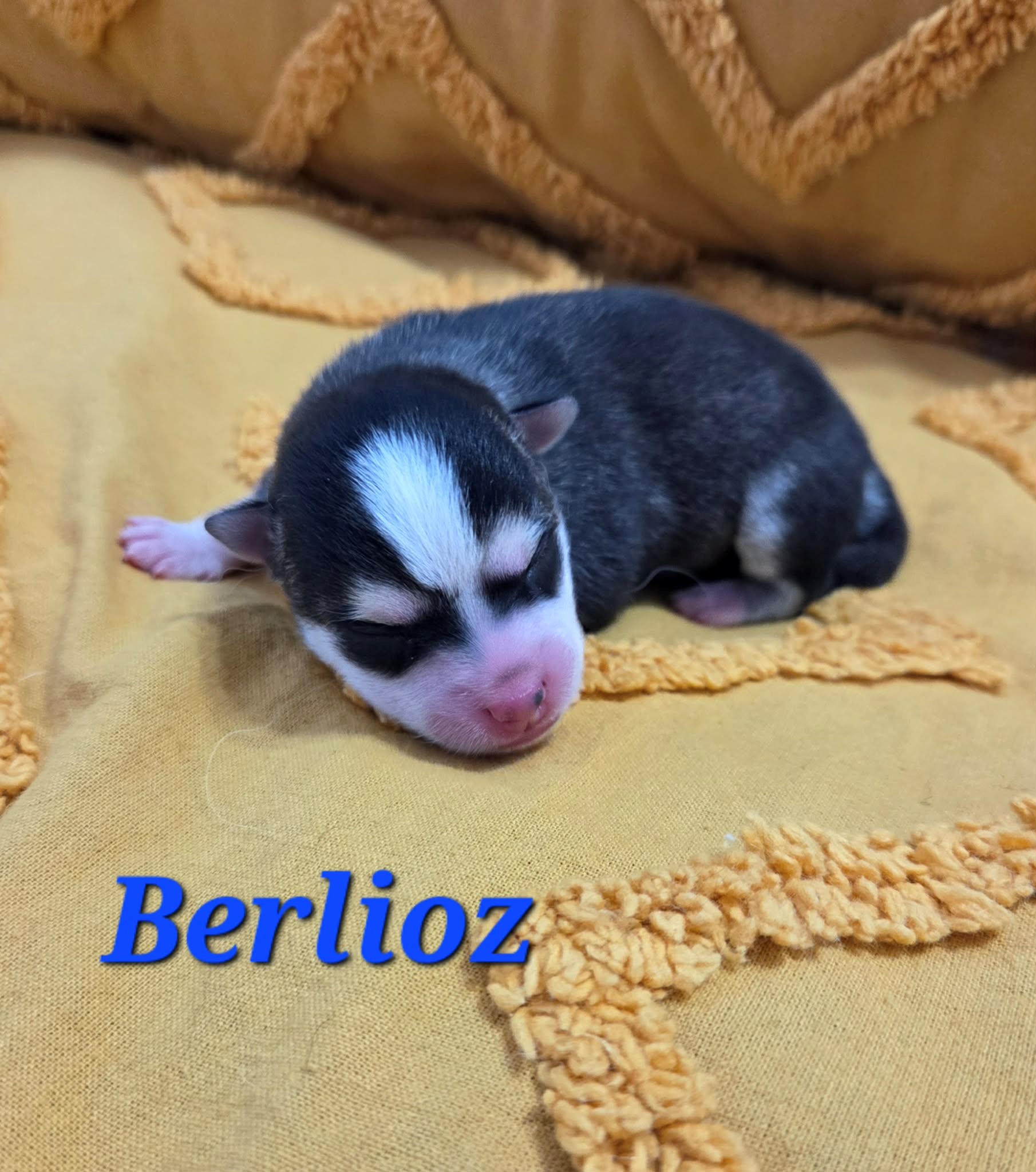 BERLIOZ