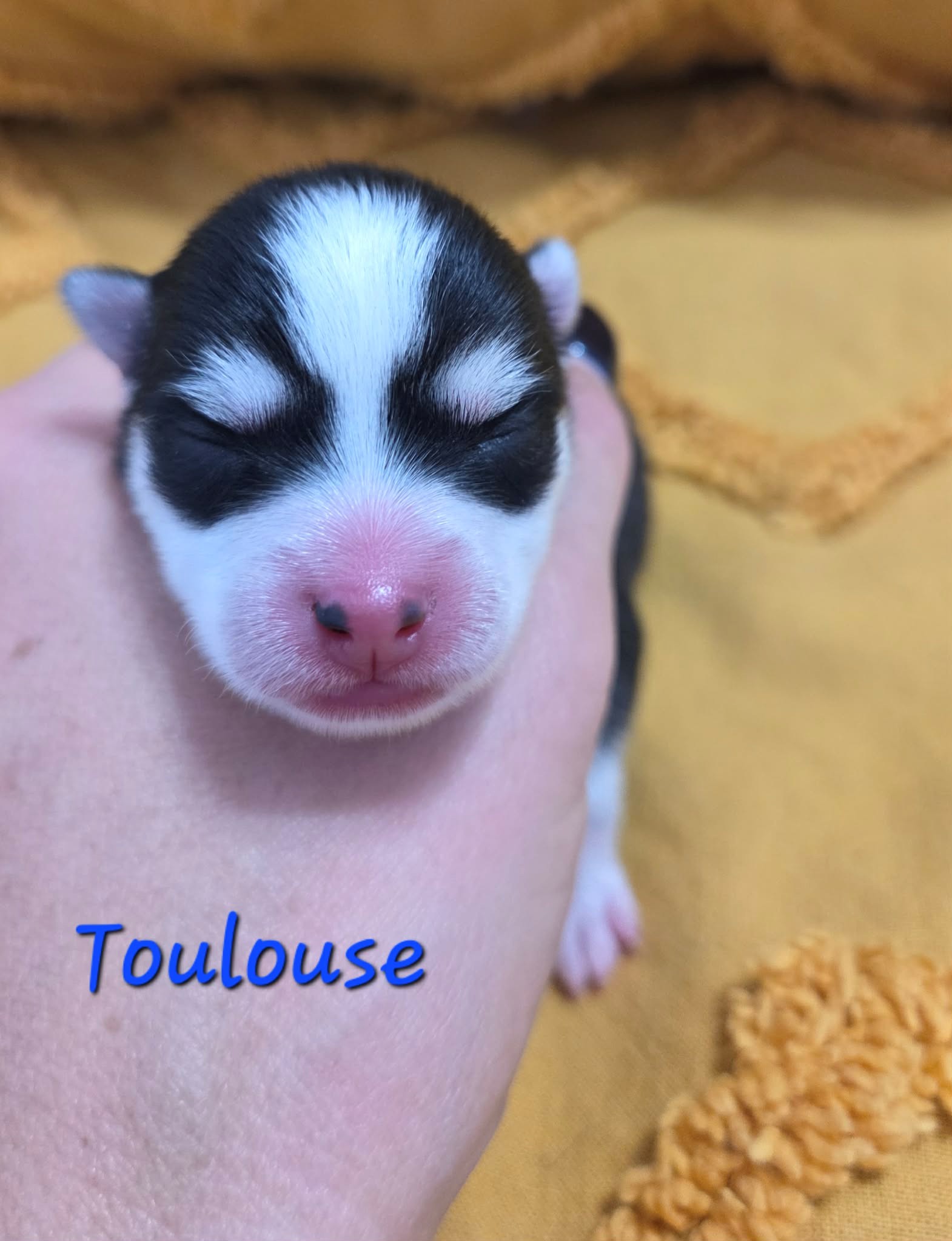 TOULOUSE